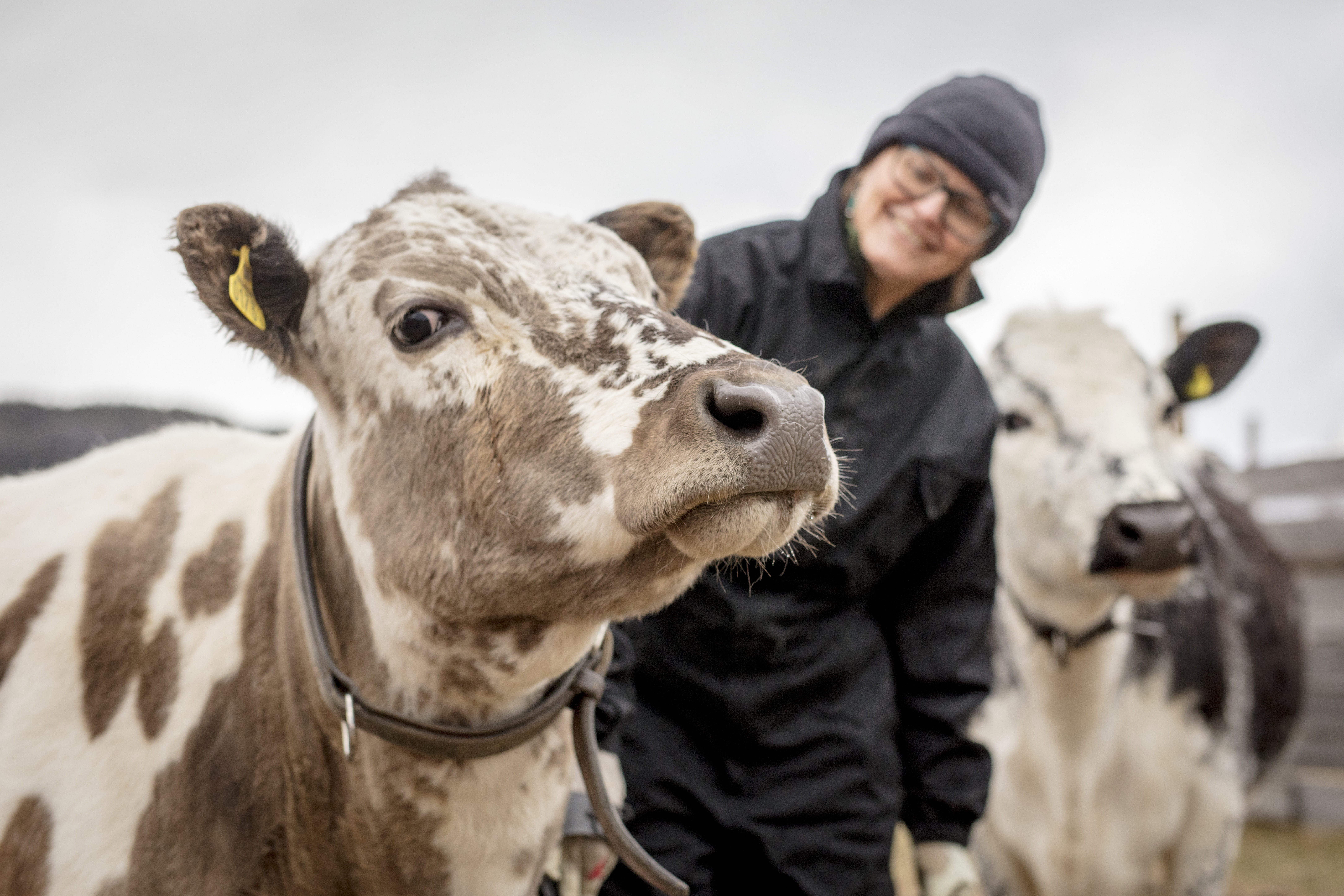 EU Commission proposes new rules to improve animal welfare