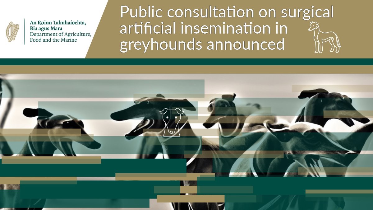 Have Your Say Surgical Artificial Insemination in Greyhounds Animal