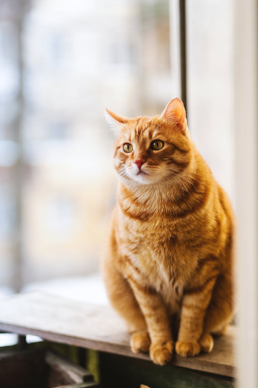 selective focus photography of orange tabby cat