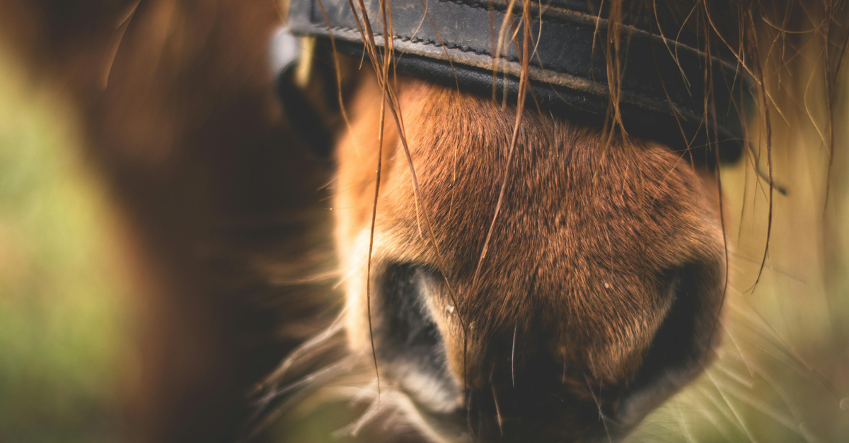 A Crucial Step for Animal Welfare in Ireland