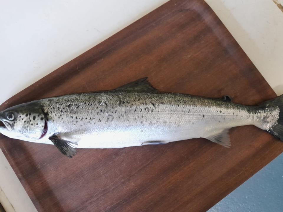 Inland Fisheries Ireland (IFI) statement re latest information on escaped farmed salmon, Galway