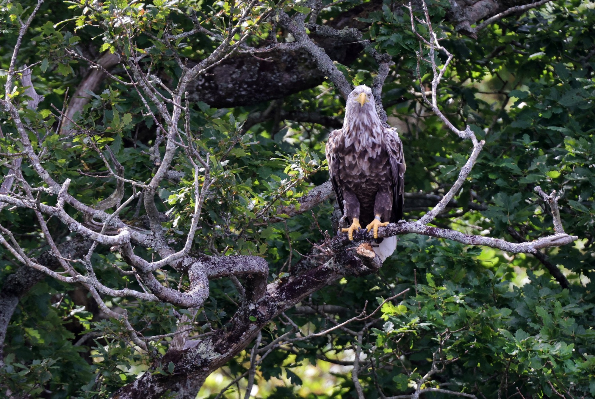 Tánaiste and Minister Noonan release four White-tailed Eagle chicks at Killarney National Park