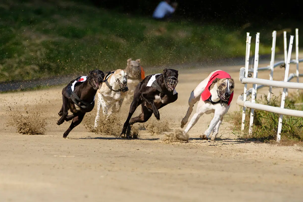 Consultation: Greyhound Racing Regulations