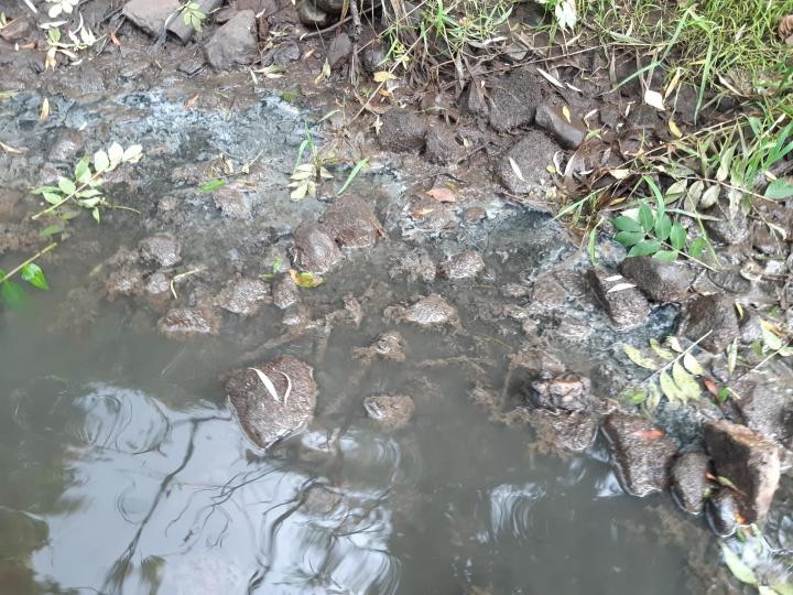 IFI welcomes conviction against Uisce Éireann for pollution of salmon and trout spawning habitat | Inland Fisheries Ireland no