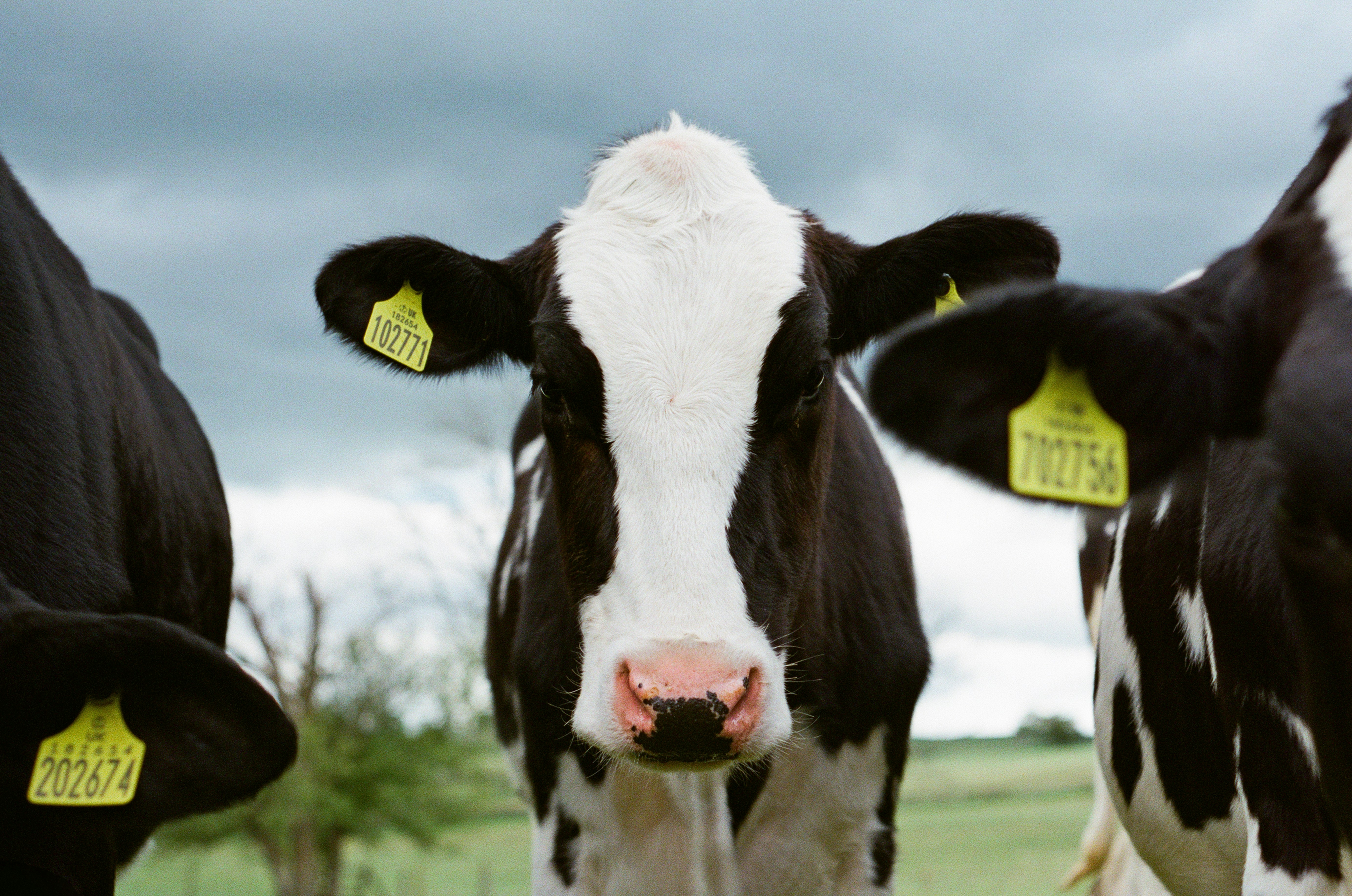 Pregnant dairy cows shipped in their thousands from Ireland to Algeria