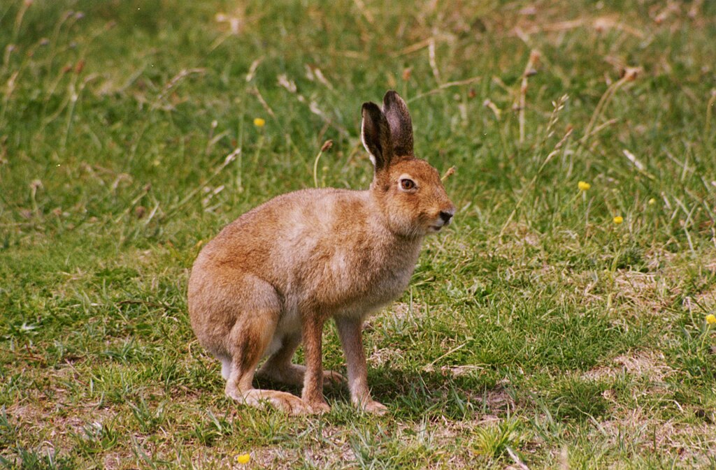 Irish hare