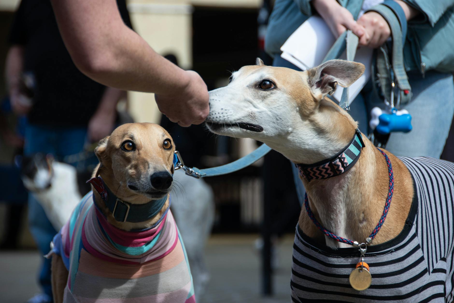 Wales moves to ban greyhound racing