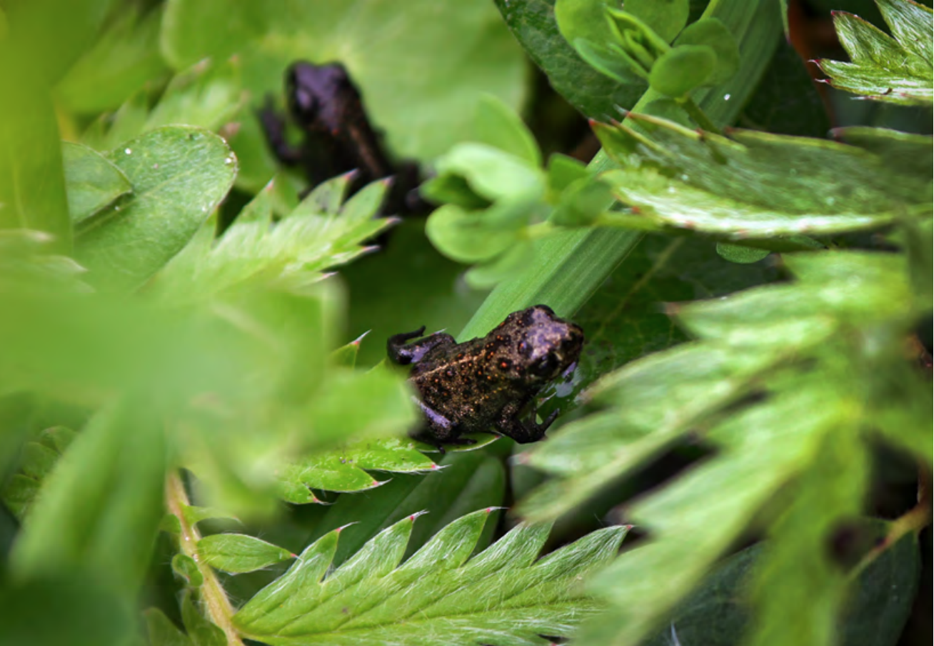 Natterjack toad on green leaves