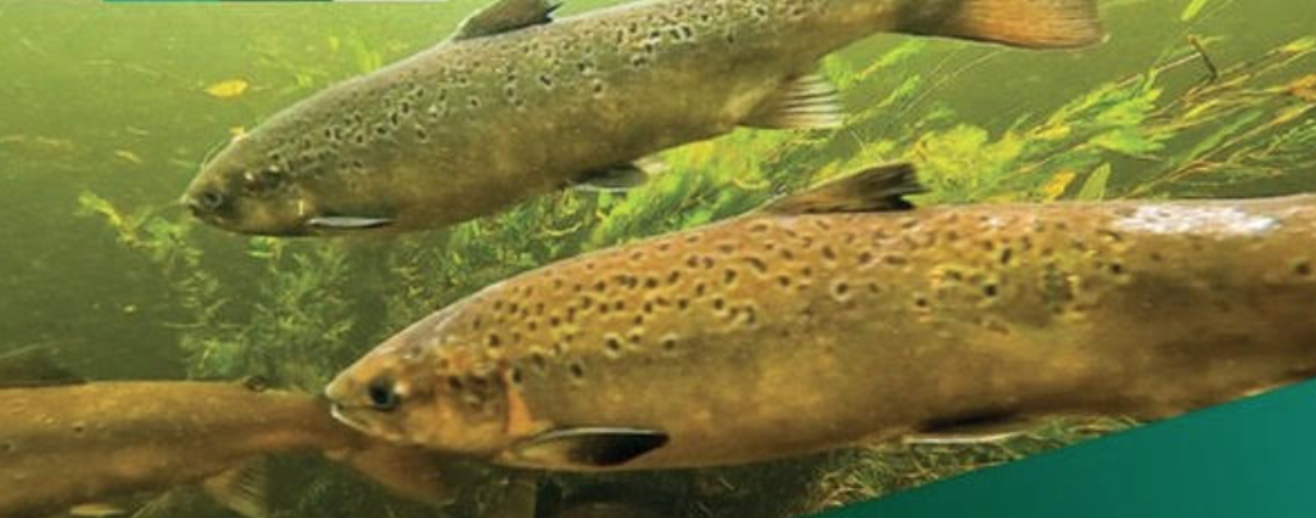Wild Salmon and Sea Trout Tagging Scheme Amendment Regulations 2025 and Conservation Measures for 2026