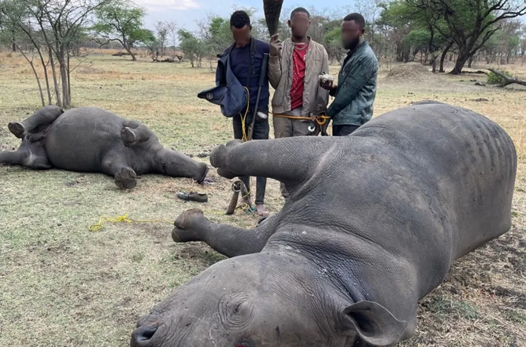 INTERPOL: 30,000 live animals seized in global operation against wildlife and forestry crime