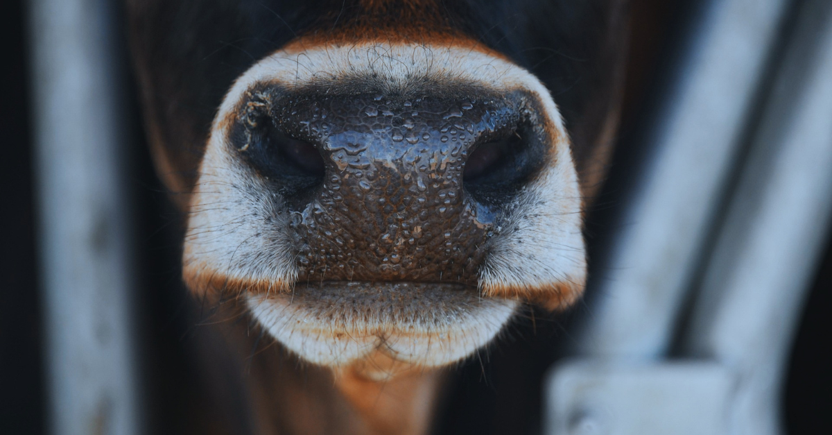 The Silent and Overlooked: Rethinking the Recognition of Animals as Victims in the Law