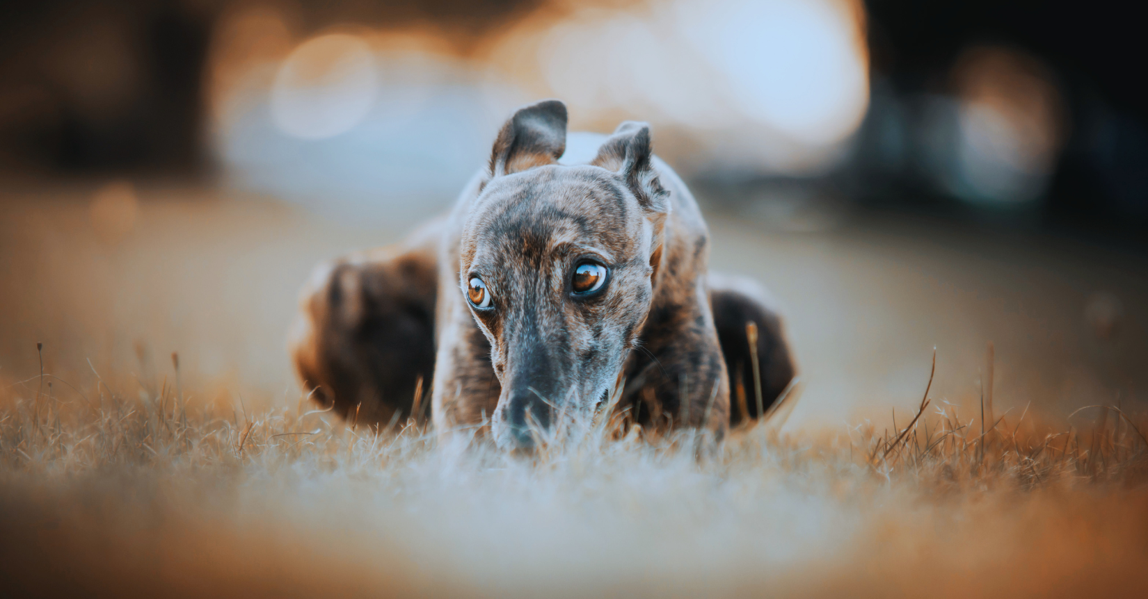 Recognising Animal Abuse as a Distinct Domestic Violence Offence