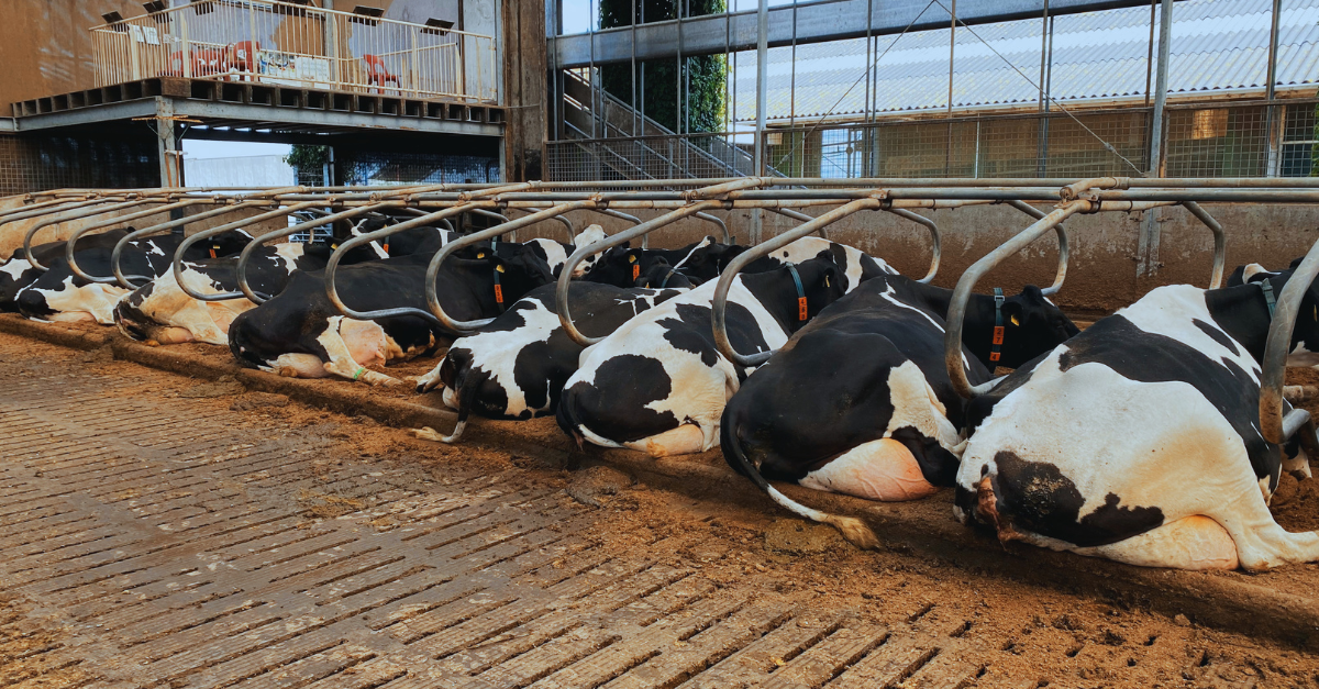 Opportunities for Animal Welfare Reform