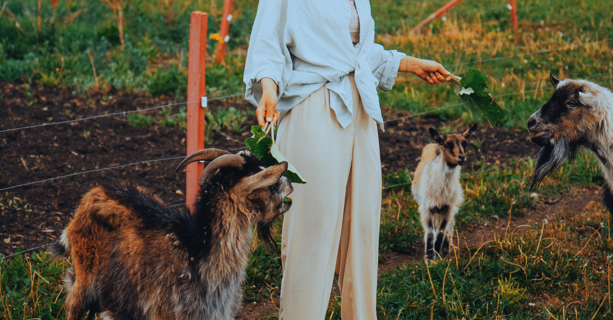 Inside Ireland’s First Animal Law Module: A Conversation with Dr Maureen O’Sullivan
